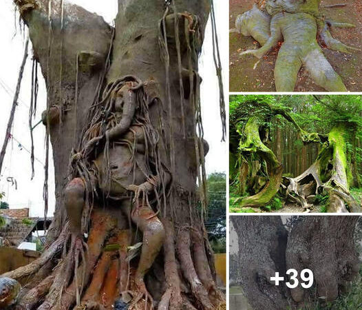 Exploring Natural Marvels: Unveiling Extraordinary Trees Across The Globe ‎